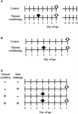 Effects of Thermal Conditioning on Changes in Hepatic and Muscular Tissue Associated With Reduced Heat Production and Body Temperature in Young Chickens